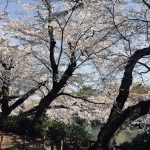 拝啓 サクラさく